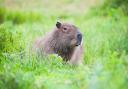 A capybara in the wild (Alamy/PA)