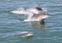 Don Williams, a Dorset Camera Club member was sailing along the Dorset coast with City Cruises Poole, when he came across the photogenic creatures.