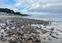 Scallops, mussels and razorfish were among the shellfish beached on the sand.