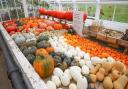 Surviving pumpkins and squashes at Kingston Lacy