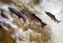 Young salmon numbers are falling at the River Frome