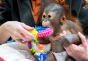 Sibu Jr is a beautiful but vulnerable infant orangutan