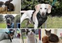 Could you give any of these Dorset RSPCA pets a home?