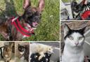 Could you give any of these Dorset RSPCA pets a home?