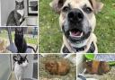 Could you give any of these Dorset RSPCA pets a home?