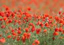 A roll of honour for Bournemouth's WW1 dead