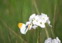 Dorset Nature Buddies will help break down barriers to encourage individuals to connect with nature