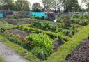 Allotments in Christchurch