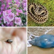 Dangerous and potentially deadly wildlife to watch out for this summer in Dorset (stock)