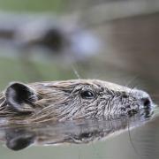 A beaver. Picture: Ian Hay - rspb-images.com