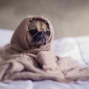 A pug wrapped in a blanket. Credit: Canva