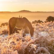 Godshill, near Fordingbridge sunrise - Echo Camera Club Dorset member Claire Sheppard