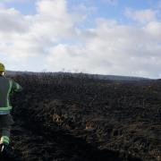 Aftermath of Studland heath fire