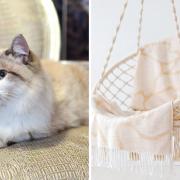 Where you can buy an egg chair for your cat this Christmas (Canva)