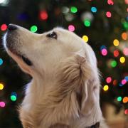 Christmas dog warning issued ahead of festive season. (Canva)