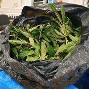 Bin bag full of cannabis discovered in Upper Parkstone bin. Picture: Dorset Police