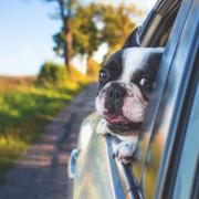 Highway Code: Drivers could face £5,000 fine for driving with dog in their car. (PA)