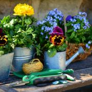 Potted flowers in the garden. Credit: Canva