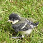 Fledgling bird. Credit: Gerard Harris