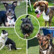 5 very different dogs at Waggy Tails Rescue – could you give one a home? (Waggy Tails Rescue)