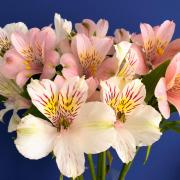 Undated Handout Photo of a display of alstroemerias. See PA Feature GARDENING Cut Flowers. Picture credit should read: Alamy/PA. WARNING: This picture must only be used to accompany PA Feature GARDENING Cut Flowers.