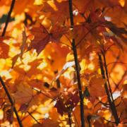 When does Autumn start in the UK 2022? See the autumn equinox date and what it means (Canva)