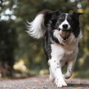 Dog owners warned over ‘highly poisonous’ conkers (Canva)