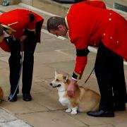 ‘The presents that keeps giving’: Sarah Ferguson shares photo of Queen’s Corgis (PA)