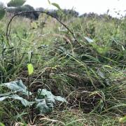 Picture of regenerative farming methods which go back to nature in Norfolk. See PA Feature GARDENING Titchmarsh. Picture credit should read: Emily Beament/PA. WARNING: This picture must only be used to accompany PA Feature GARDENING Titchmarsh.