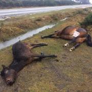 Two ponies killed in the New Forest