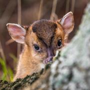 A muntjac deer. The stuffed head of one of the creatures has been stolen from the Verderers' Hall. Picture: Victoria Bowers