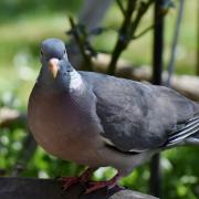 Boy, 15, caught on CCTV shooting pigeon with catapult before killing it