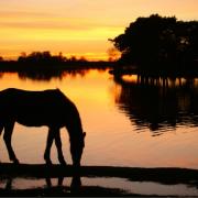 Work is about the start on the latest stage of a project to restore Hatchet Pond