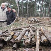 Tree felling at St Catherine's Hill. Insert: Wendy Long, Roy Avery, and Jackie Milton