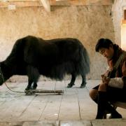 Luna: A Yak in the Classroom