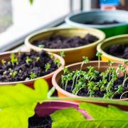 A Generic Photo of sprouted seeds of new plants in pot. See PA Feature GARDENING Advice Online. Picture credit should read: Alamy/PA. WARNING: This picture must only be used to accompany PA Feature GARDENING Advice Online...