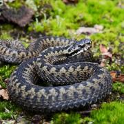 Are Adders, Grass Snakes and Smooth Snakes protected in England, Scotland and Wales?