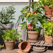 Undated Handout Photo of a collection of potted vegetables and herbs indoors. See PA Feature GARDENING Windowsill Veg. Picture credit should read: Dobbies Garden Centres/PA. WARNING: This picture must only be used to accompany PA Feature GARDENING