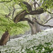 CW Hill of the Dorset Camera Club took this image of garlic glades in Kingswood in Purbeck