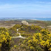 The Purbeck Heaths in Dorset (John Miller/National Trust/PA)