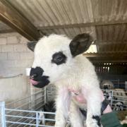 One of the rare shalais lambs  at Farmer Palmers