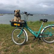 Harrison the nine-year-old Border Terrier