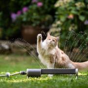 Pets at Home are warning cat owners to take extra steps to keep their pets hydrated