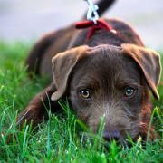 The dog breed with the most affordable ownership cost is the Patterdale Terrier (Getty)