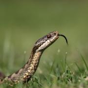 Adders, Grass Snakes and Smooth Snakes are all found in the UK