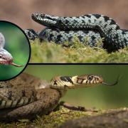 There are three snakes native to the UK including the venomous adder.