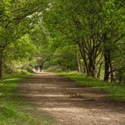 Pamela Barnwell, 88, was walking her dog in the New Forest when she was injured by a cow.