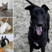 Various pets at Ashley Heath are needing new owners