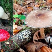 There are various different types of fungi to find in Dorset and the New Forest