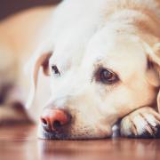 Cushing’s disease is a disorder that can seriously affects your dog’s health, vitality and appearance.